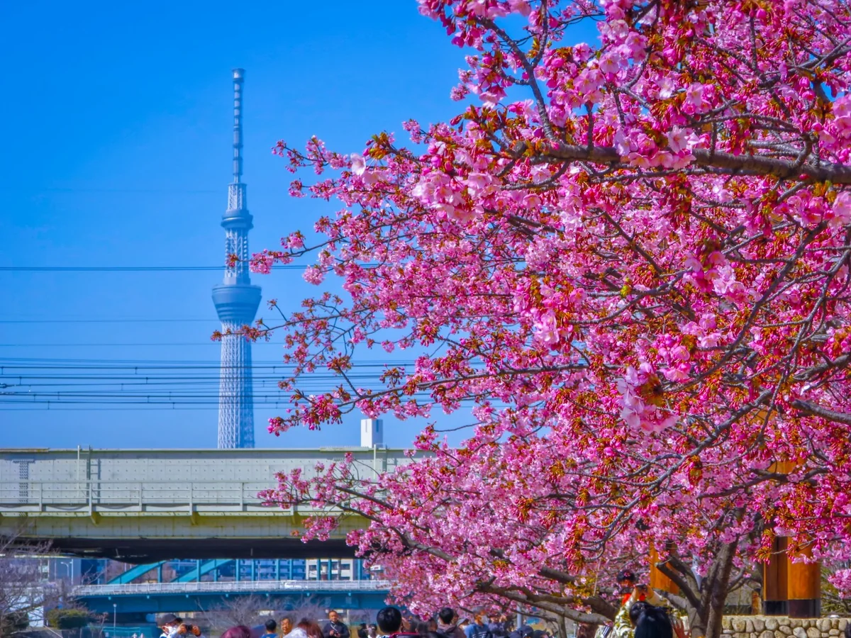投稿写真：河津桜とスカイツリー