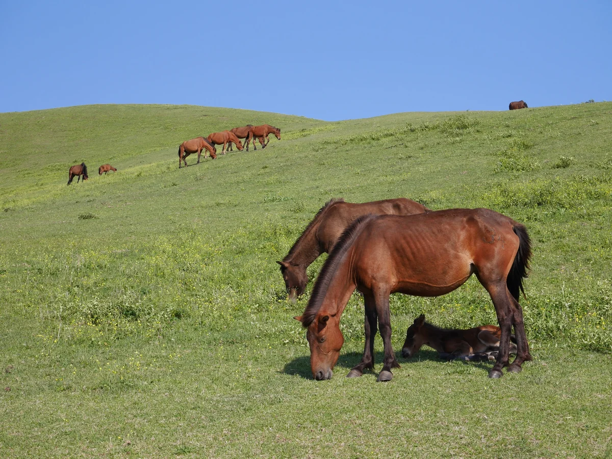 投稿写真：041都井岬（宮崎）