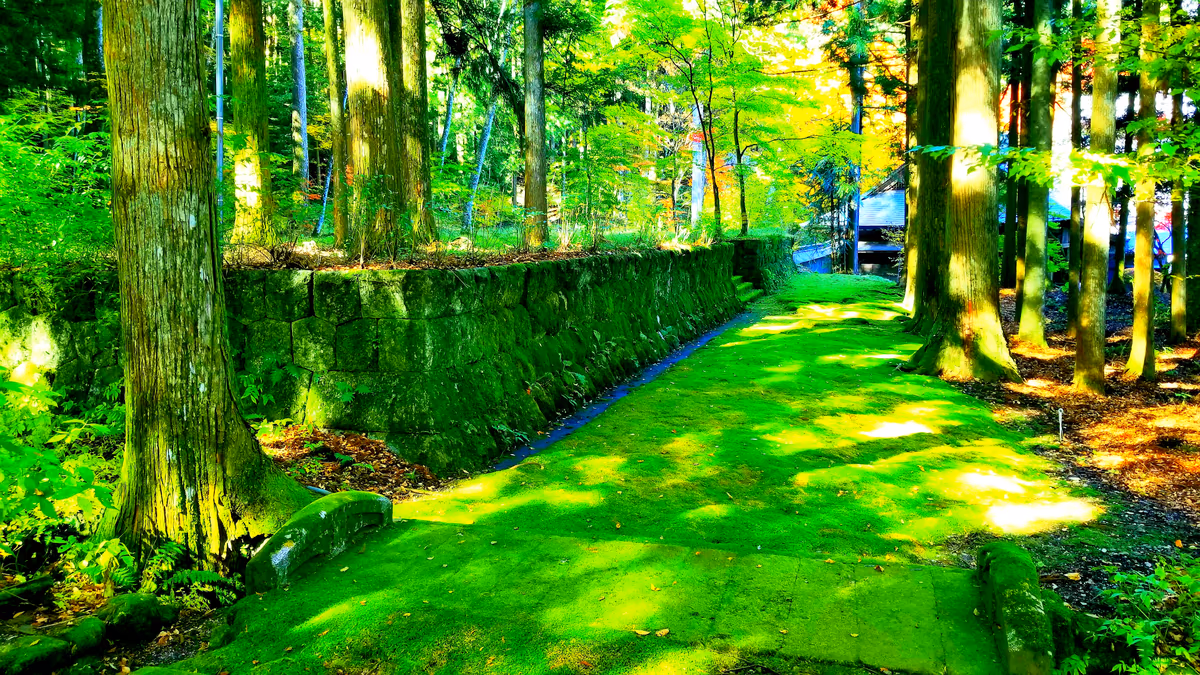投稿写真：苔の古道@光前寺