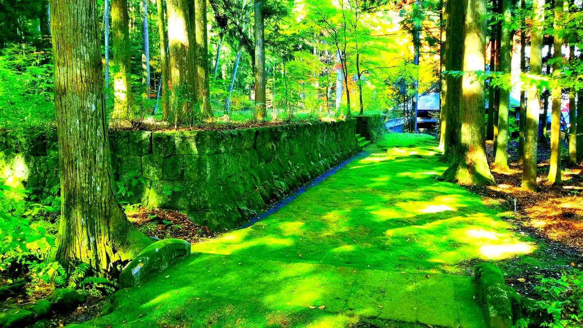 投稿写真：苔の古道@光前寺