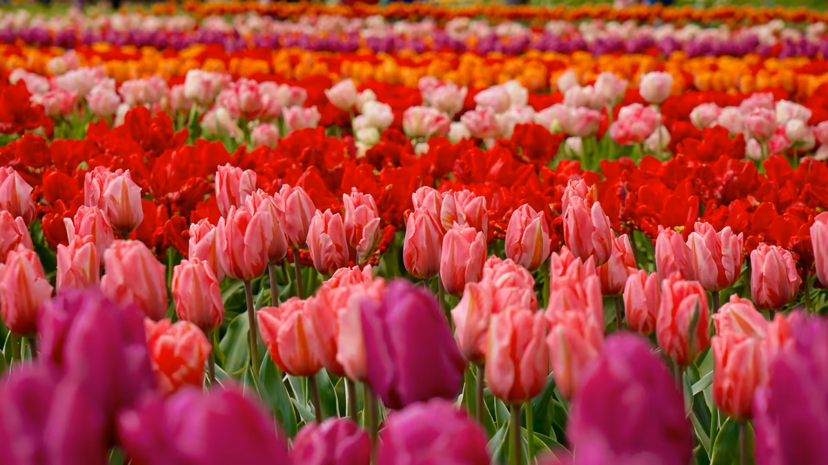投稿写真：beautiful carpet