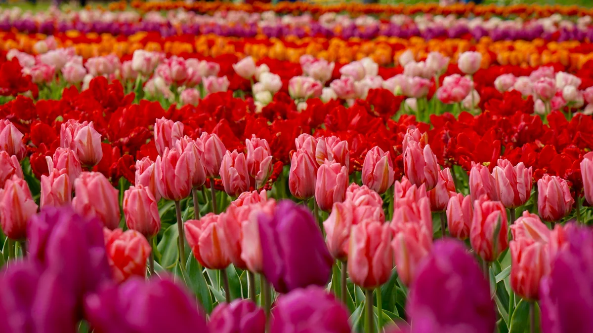 投稿写真：beautiful carpet