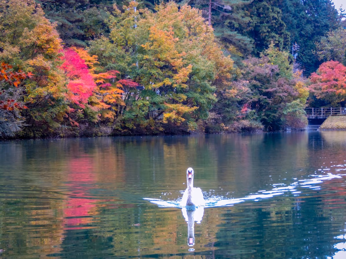 投稿写真：紅葉の白馬の湖