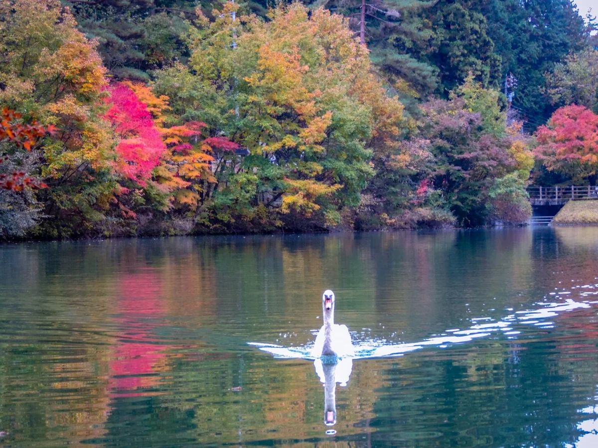 投稿写真：紅葉の白馬の湖