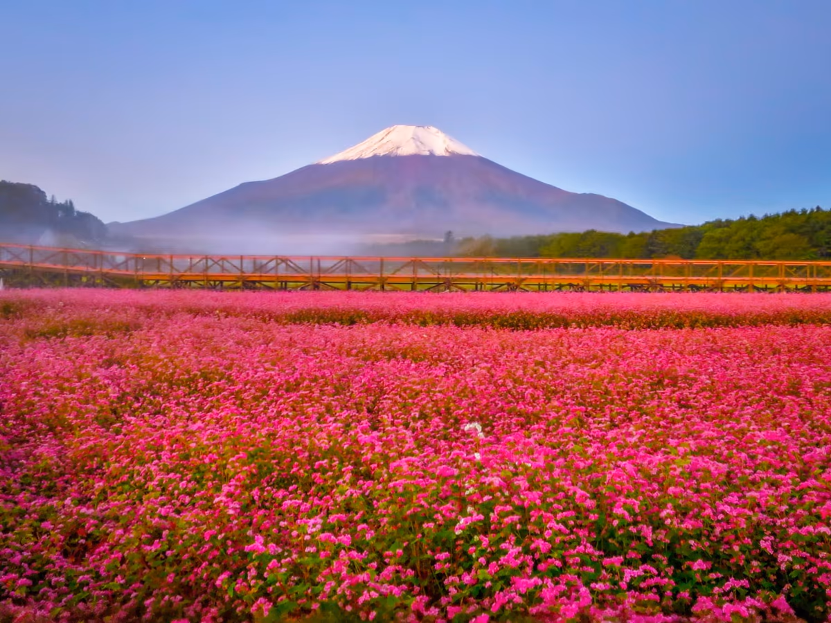投稿写真：冠雪富士と赤そばの花