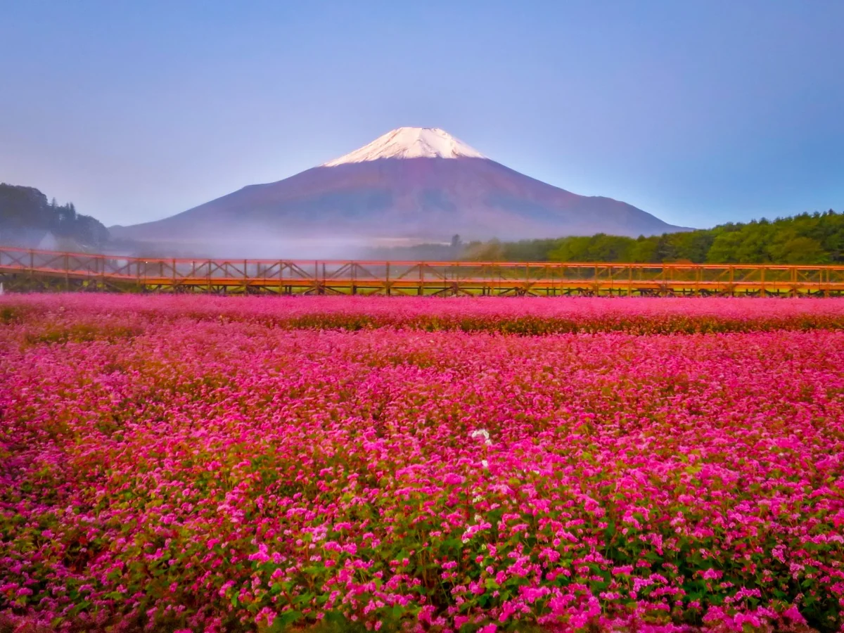 投稿写真：冠雪富士と赤そばの花