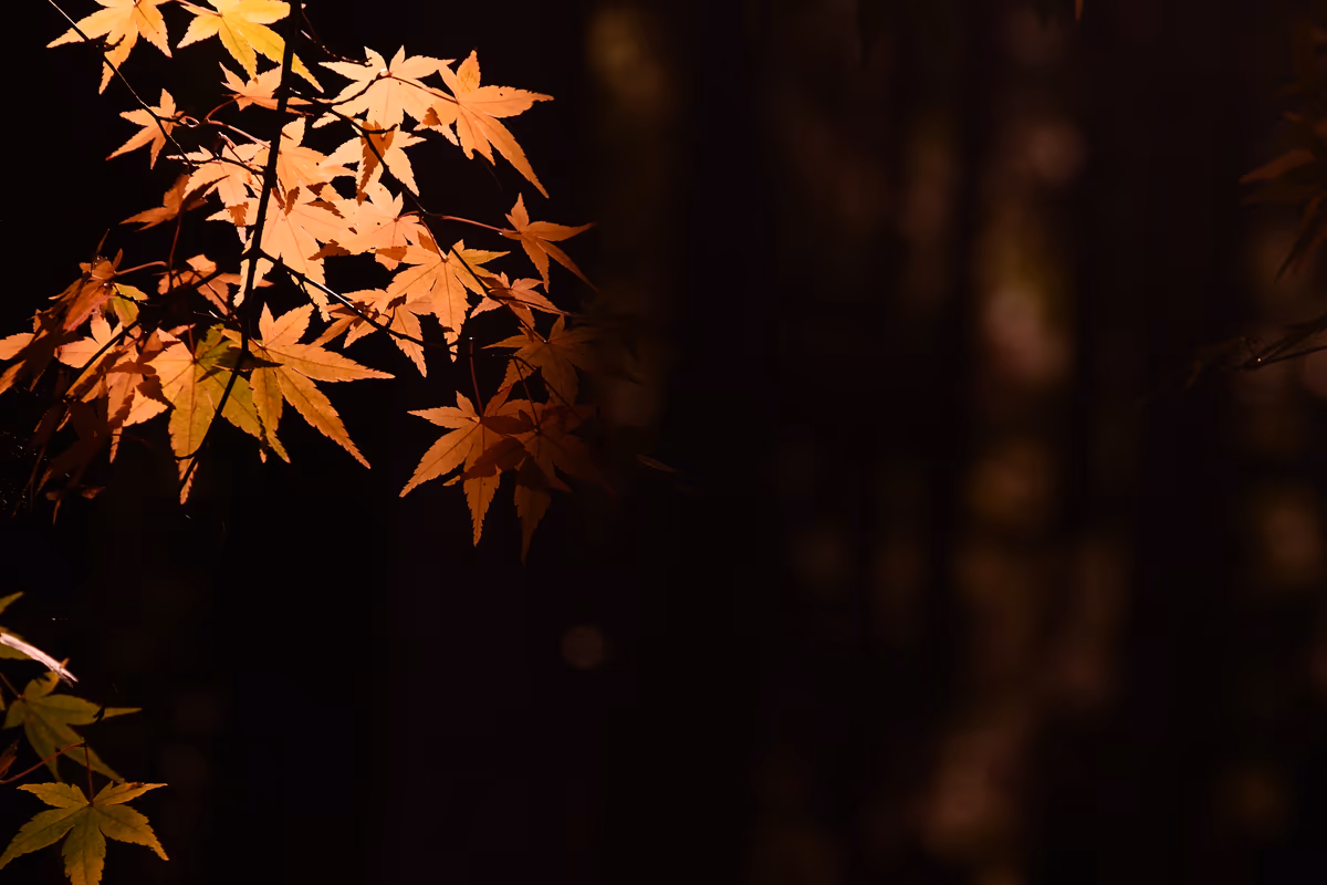 投稿写真：彩