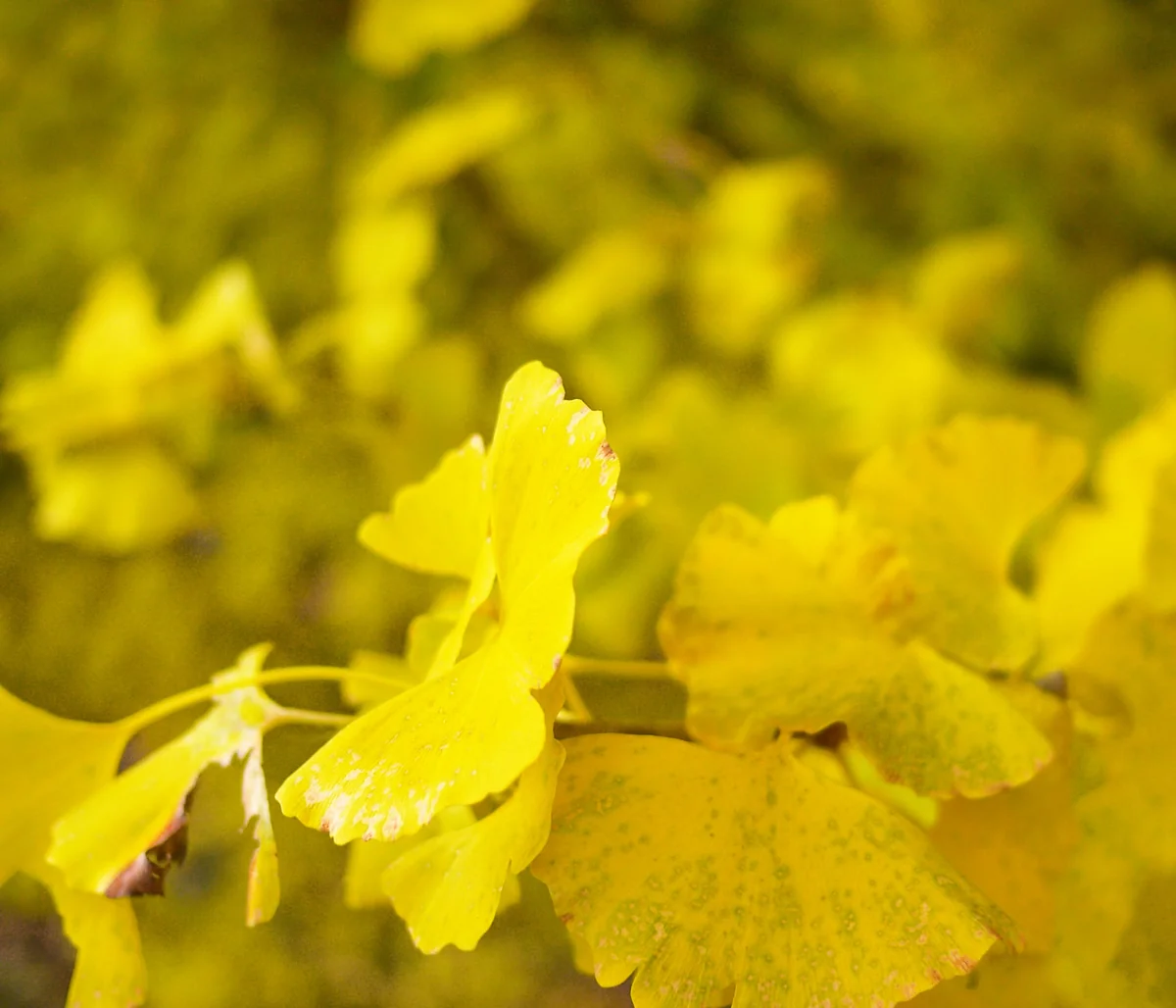 投稿写真：紅葉🍁