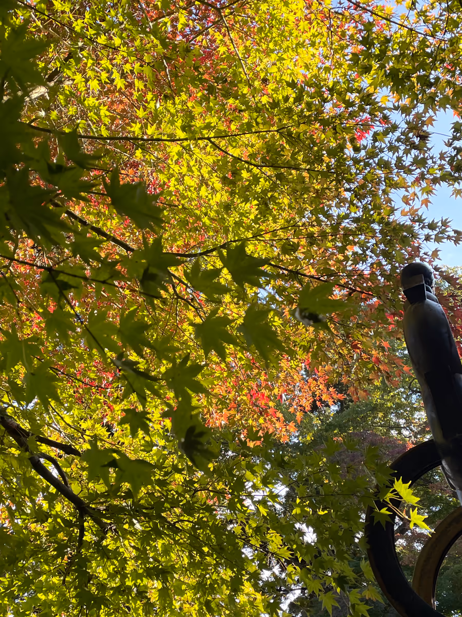 投稿写真：高尾山の紅葉