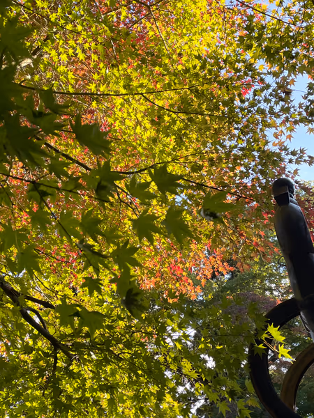 投稿：高尾山の紅葉