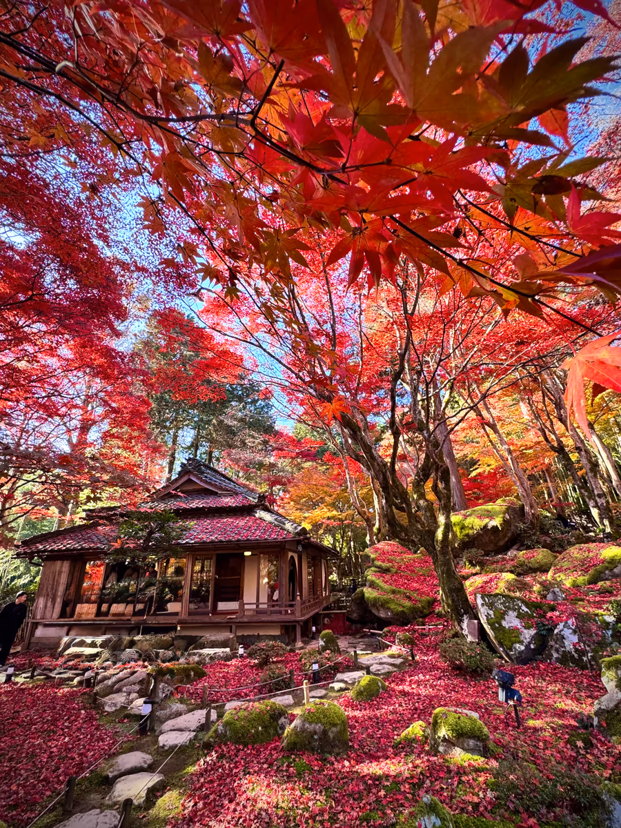 投稿写真：秋の絶景🍁聖徳太子開山の古刹 教林坊