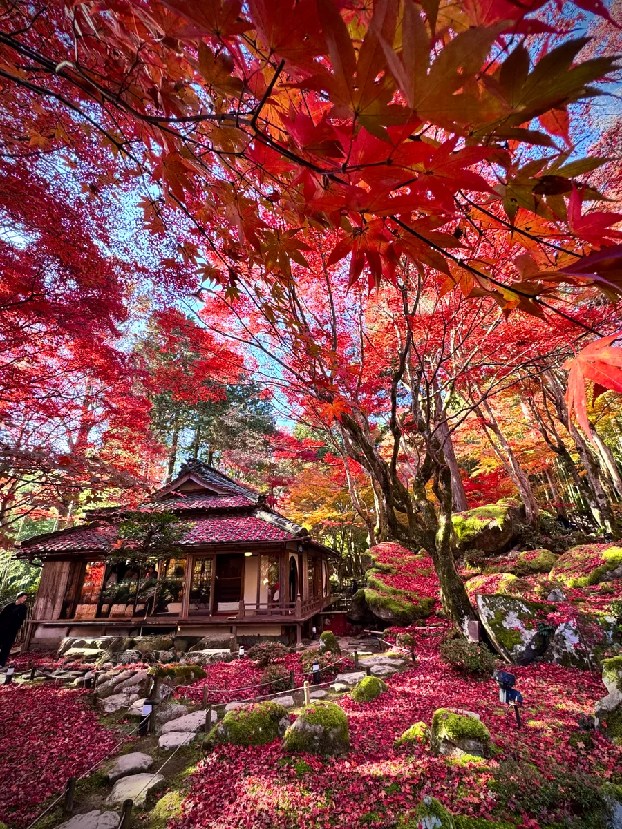 投稿写真：秋の絶景🍁聖徳太子開山の古刹 教林坊