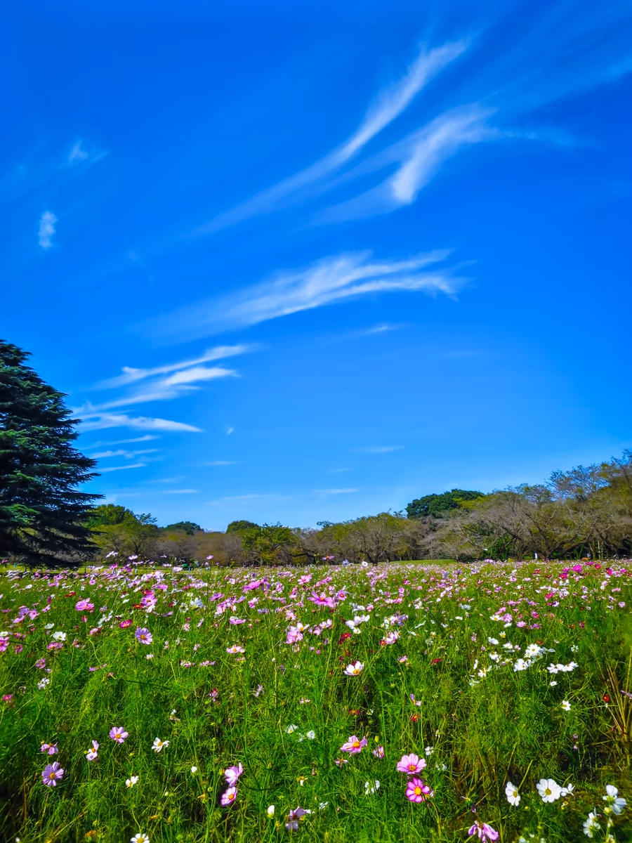 投稿写真：秋空と秋桜