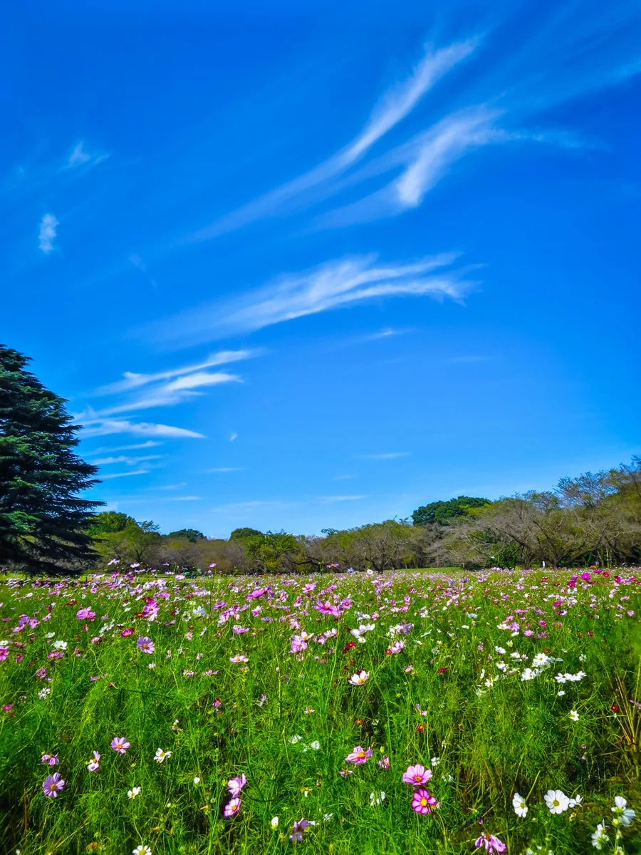 投稿写真：秋空と秋桜