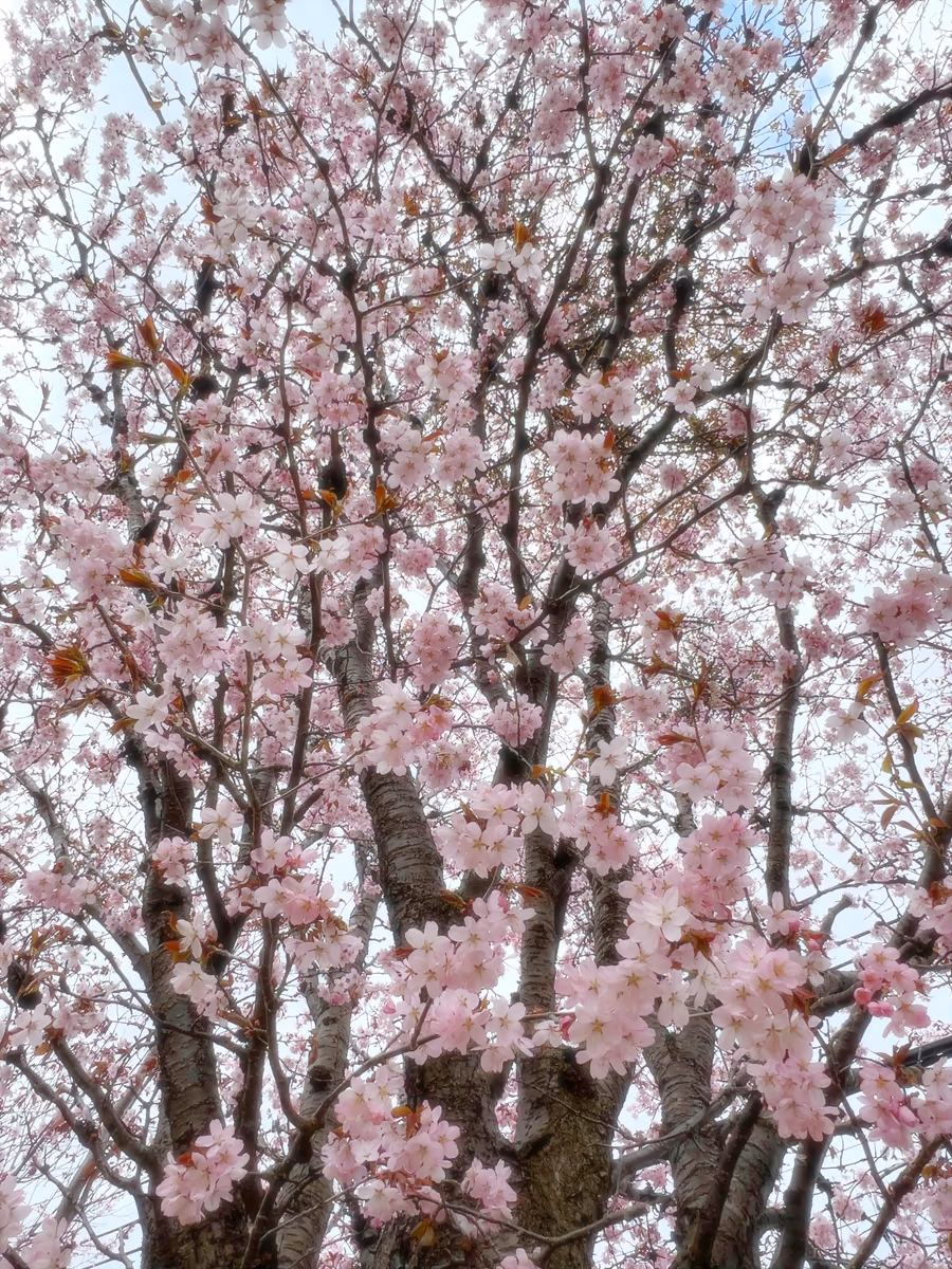 投稿写真：さくらのしゃわ〜