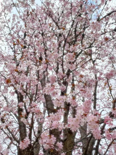 投稿：さくらのしゃわ〜