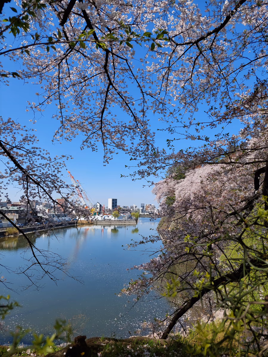投稿写真：お堀の桜