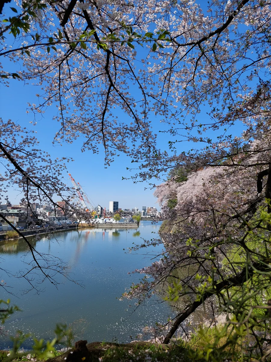 投稿写真：お堀の桜