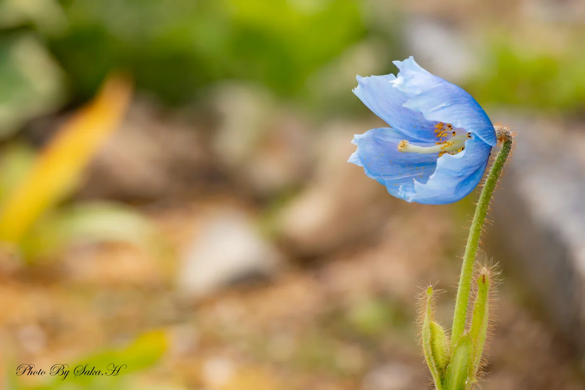 投稿写真：ヒマラヤの青いケシ
