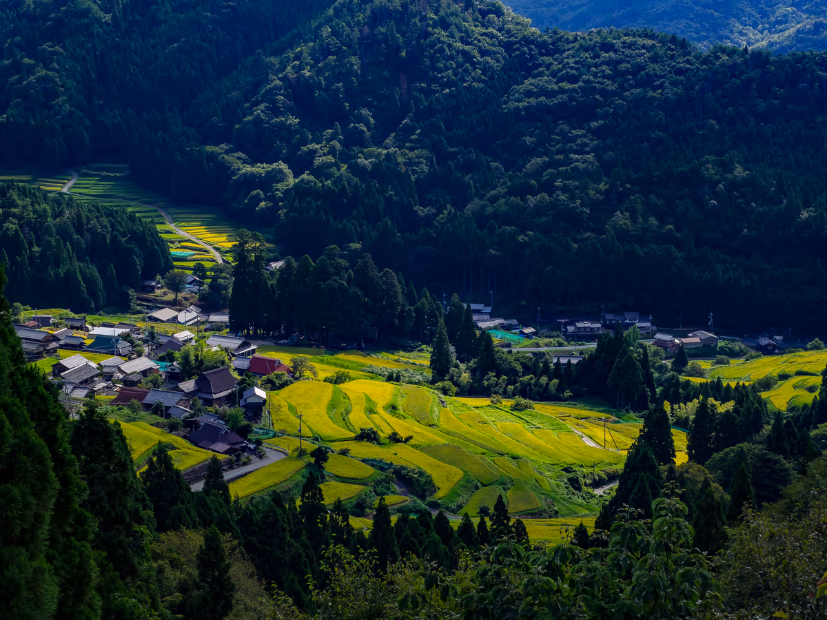 投稿写真：収穫を待つ畑の棚田