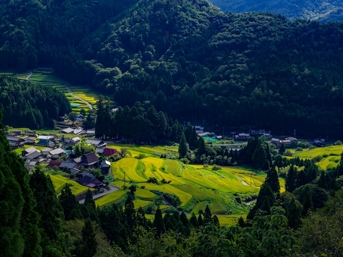 投稿写真：収穫を待つ畑の棚田