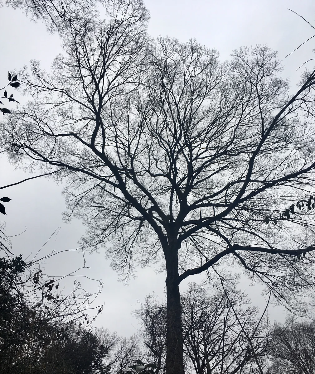 投稿写真：自然教育園の木