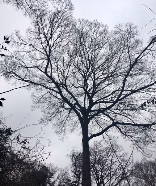 投稿：自然教育園の木