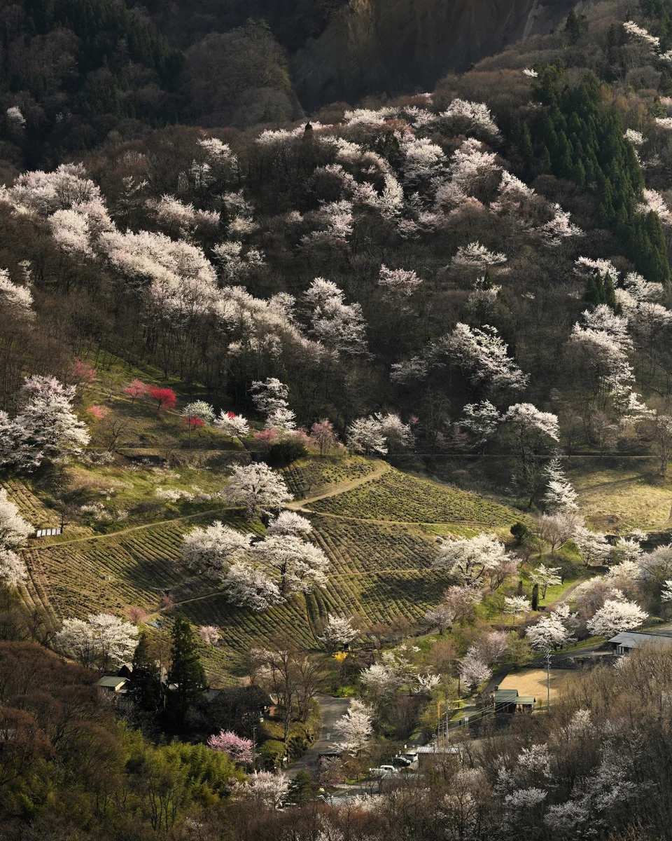 投稿写真：里の春