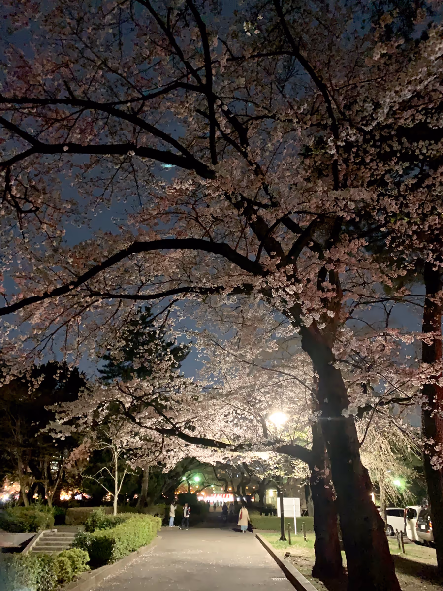 投稿写真：夜桜