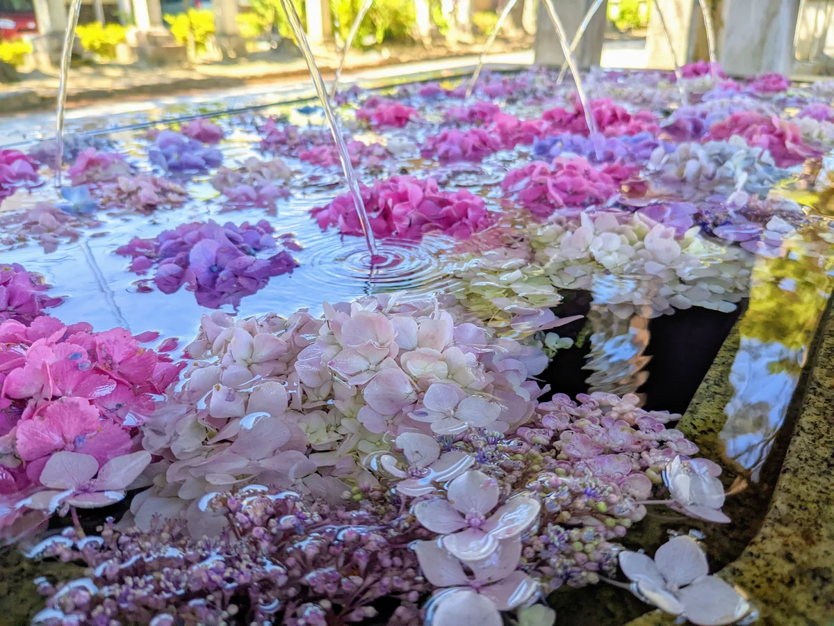 投稿写真：長濱八幡宮の花手水