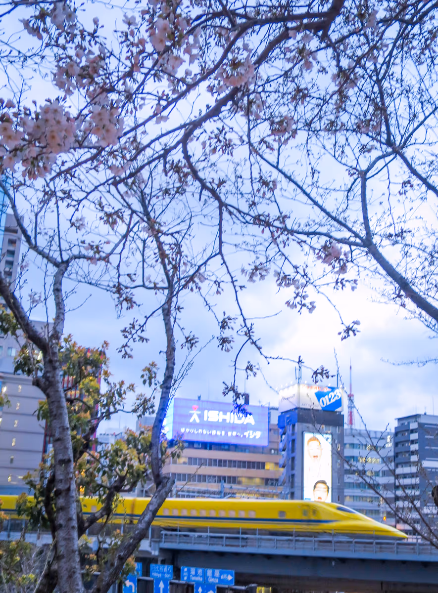 投稿写真：咲き始めの桜とドクターイエロー②