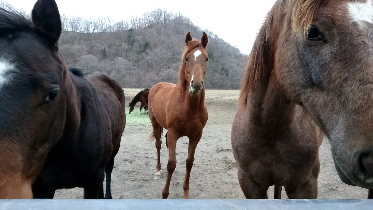 投稿写真：馬産の聖地、新冠の若駒達。