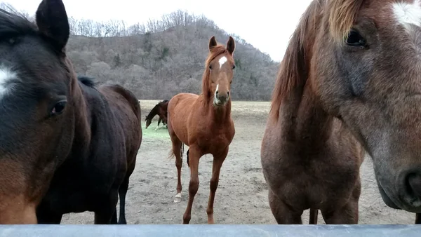 投稿：馬産の聖地、新冠の若駒達。