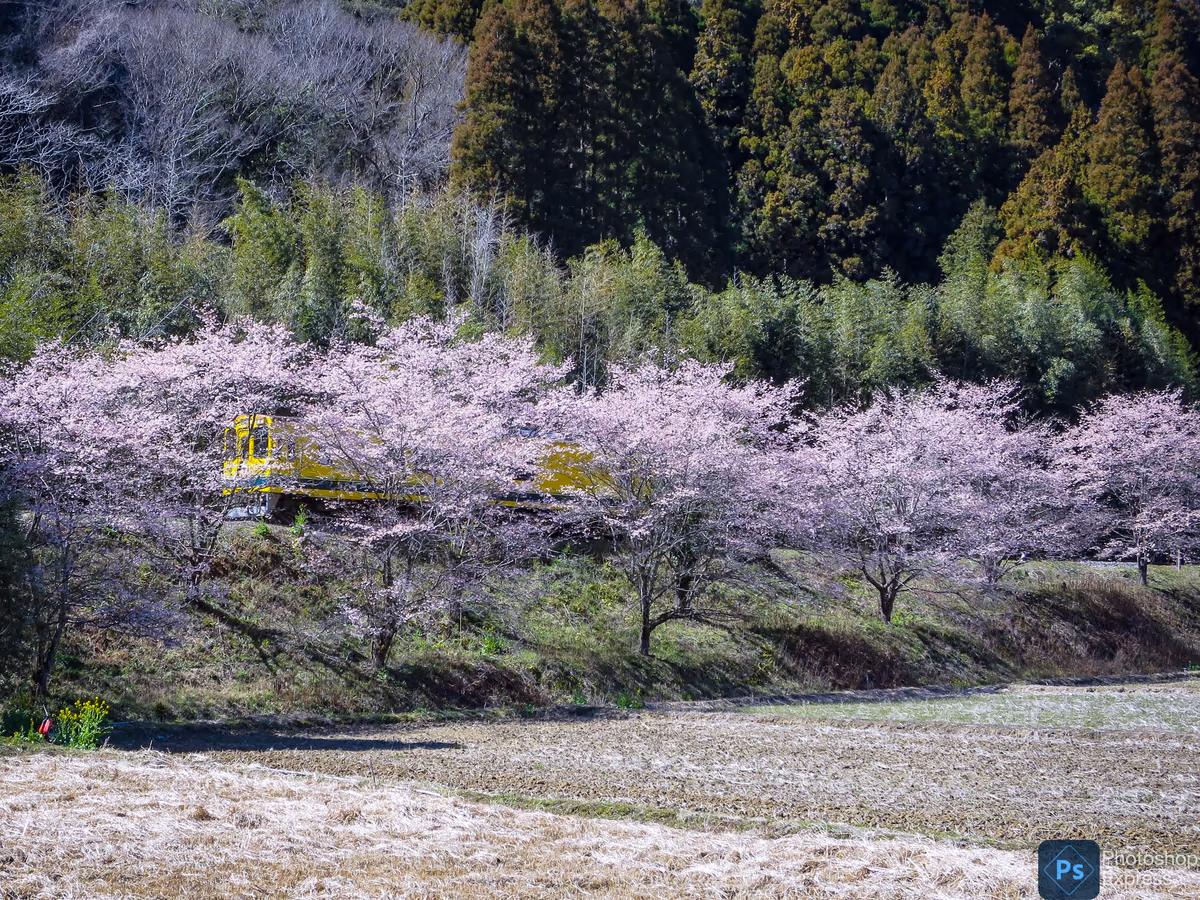 投稿写真：桜並木を進むイエロートレイン