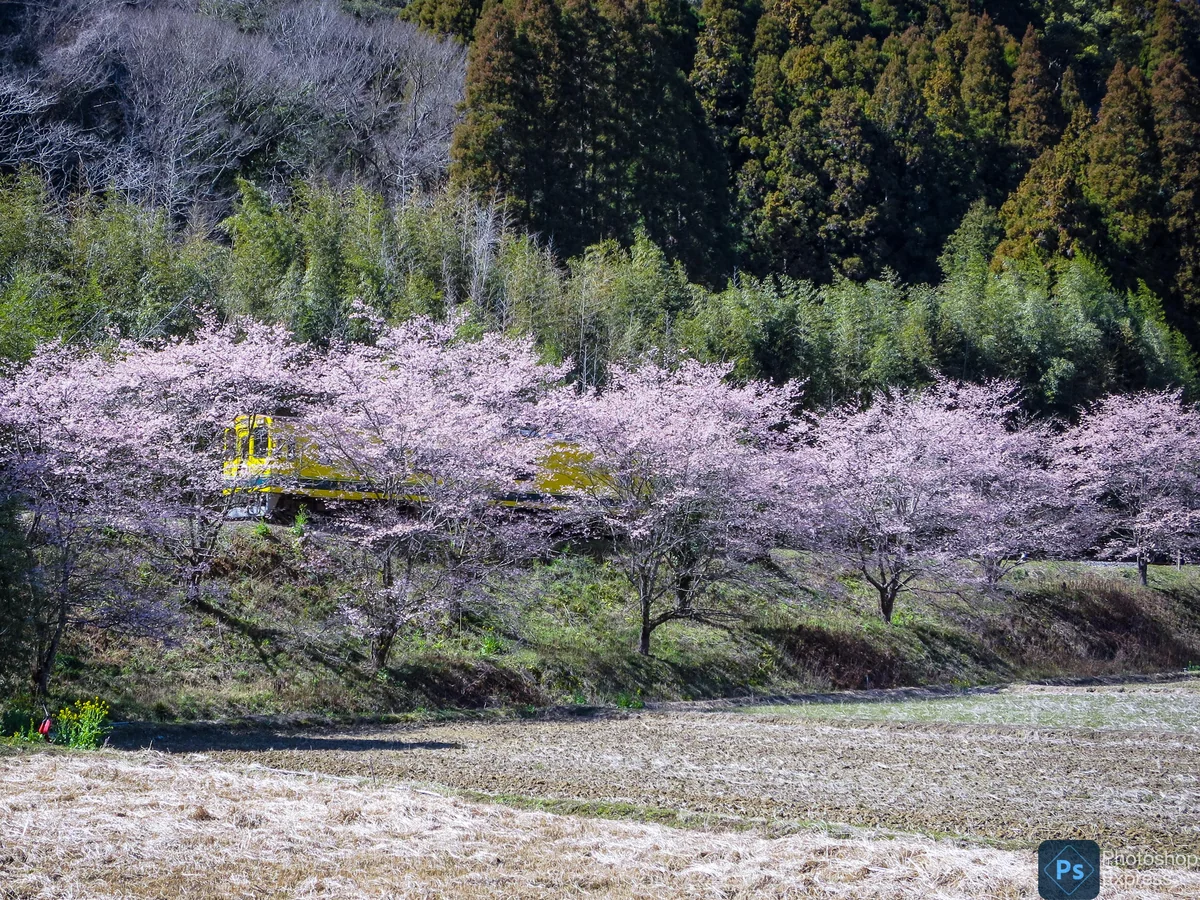 投稿写真：桜並木を進むイエロートレイン
