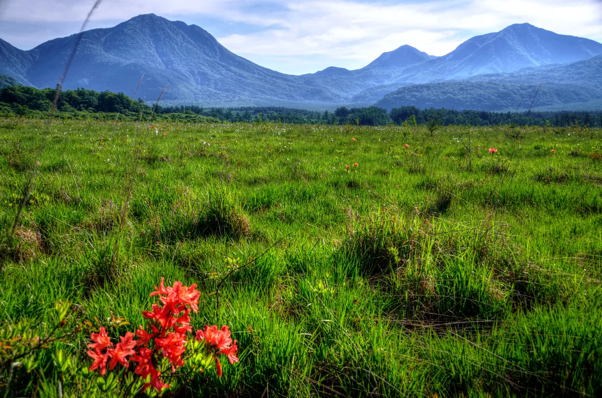 投稿写真：戦場ヶ原に咲くレンゲツツジ