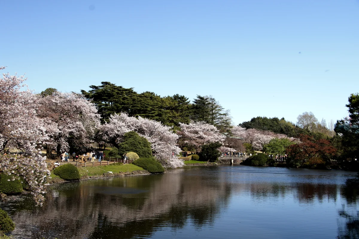 投稿写真：春の嗜み