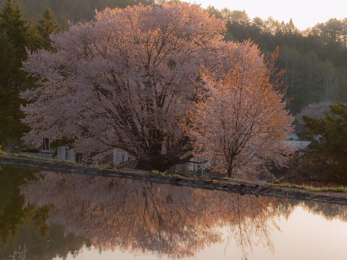 投稿写真：針山の天王桜