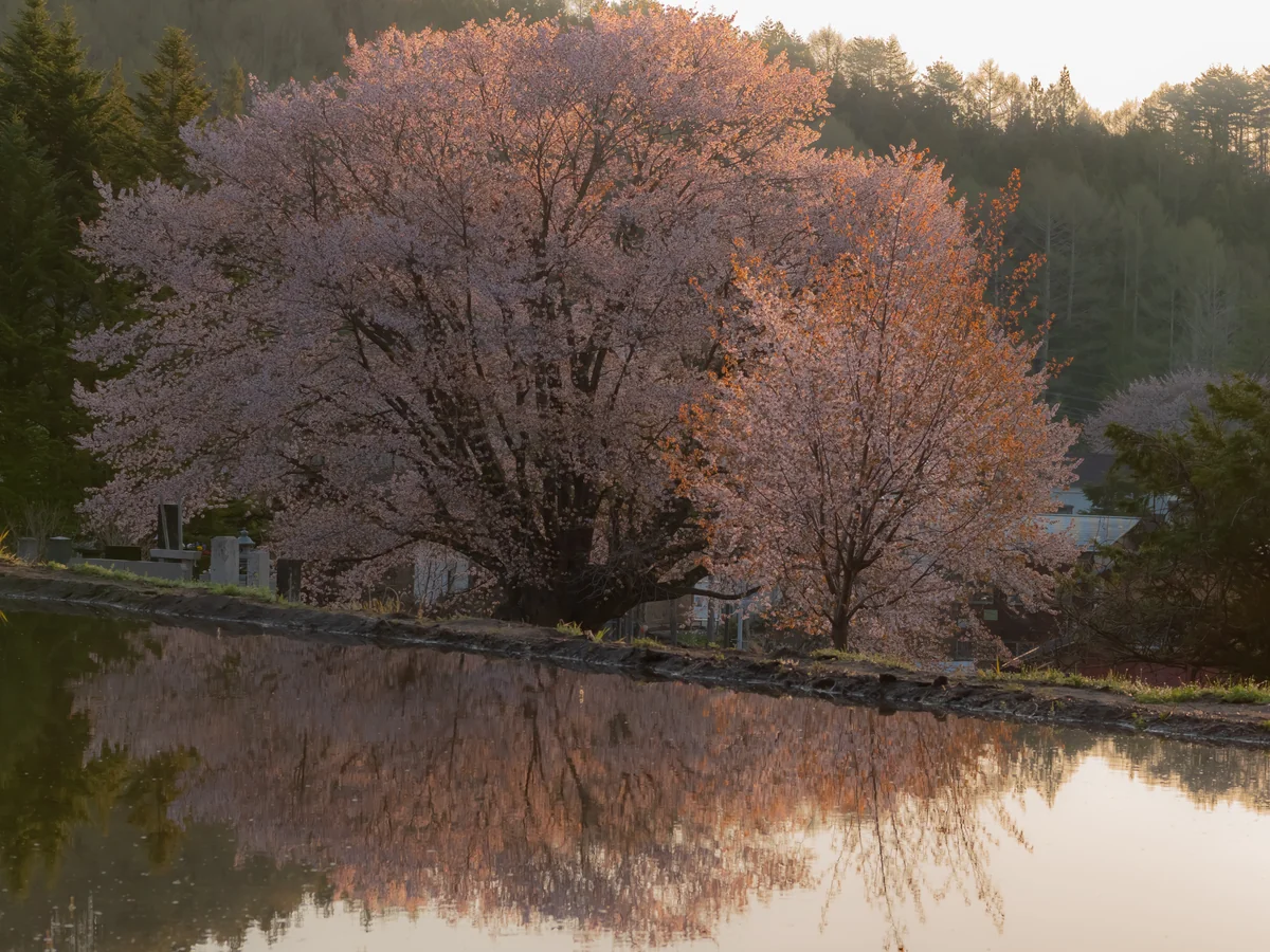 投稿写真：針山の天王桜