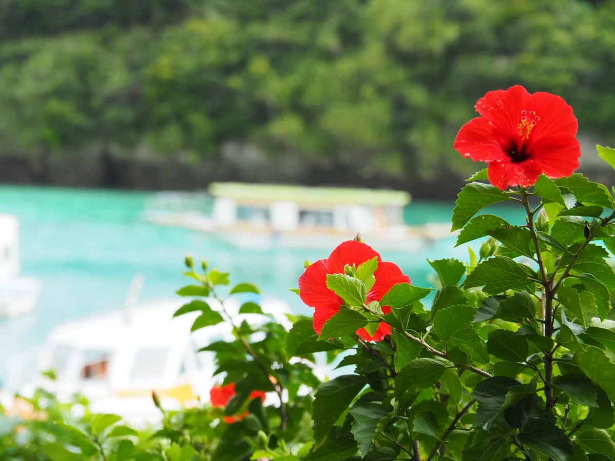 投稿写真：ハイビスカス