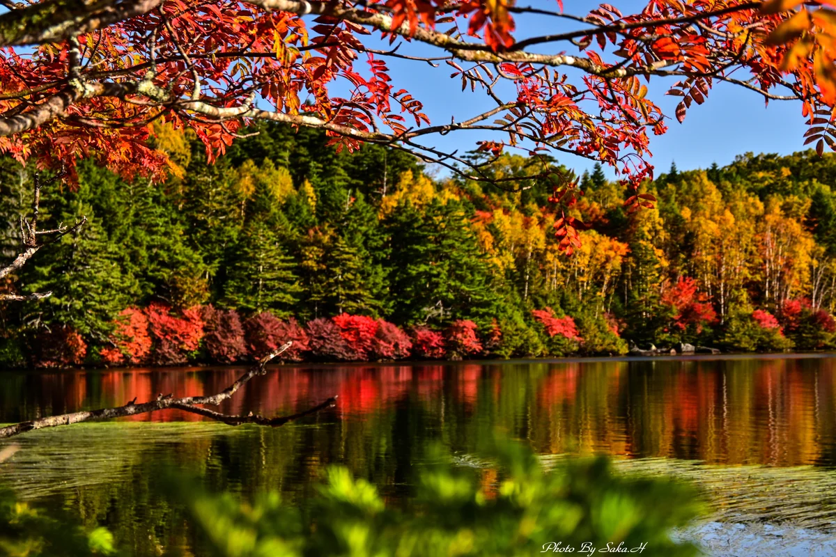 投稿写真：白駒の池の秋