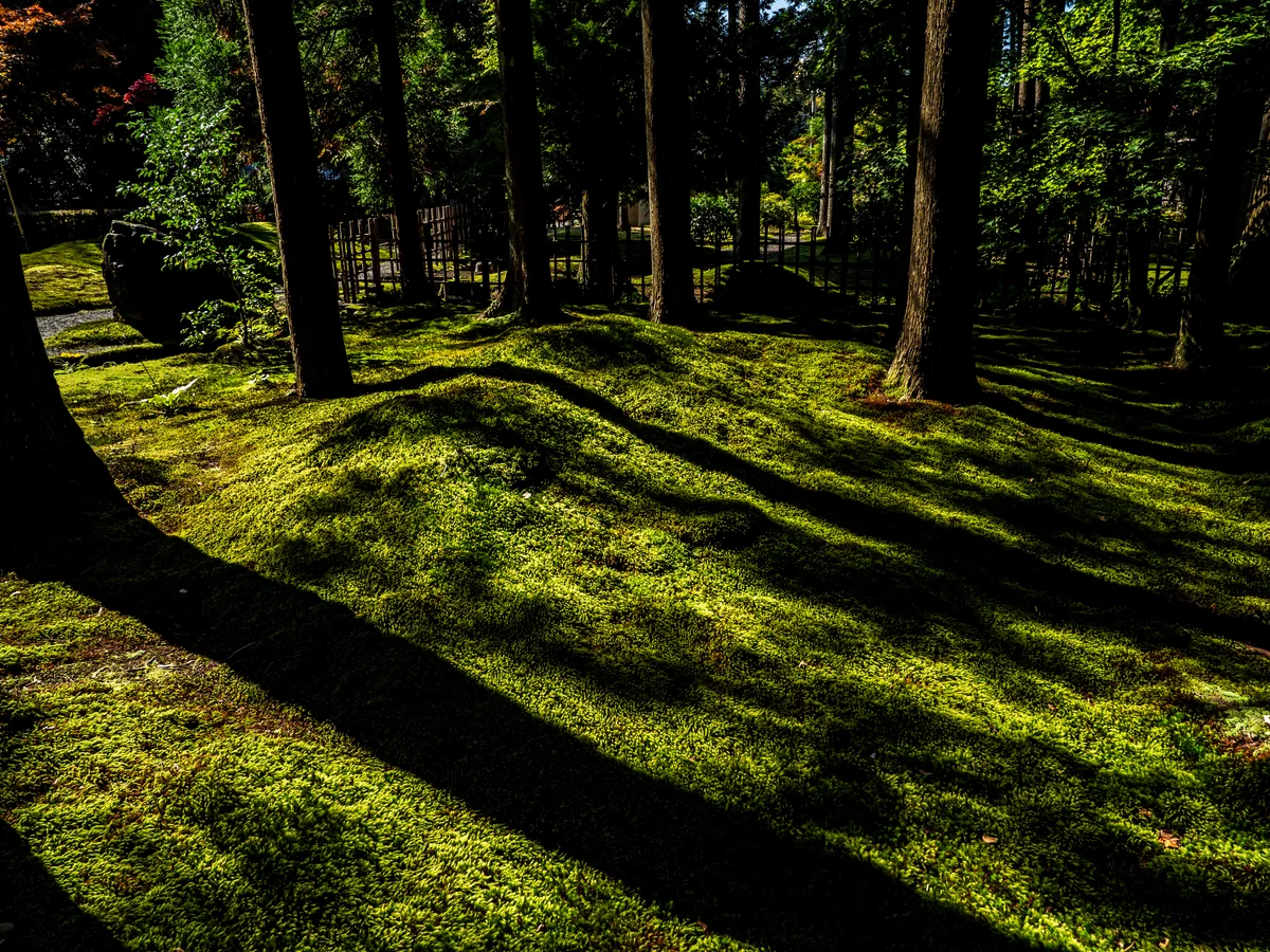 投稿写真：光と影の大地