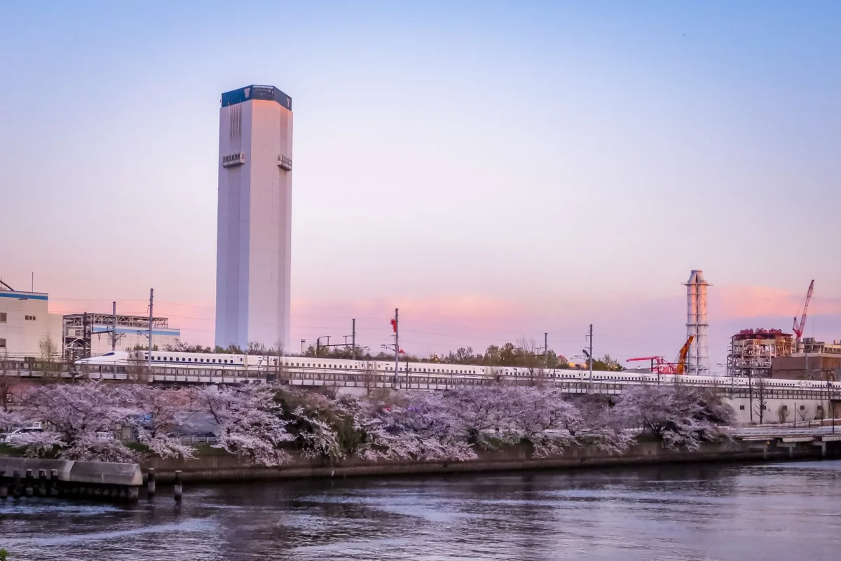 投稿写真：桜並木と白い新幹線と夕焼け雲