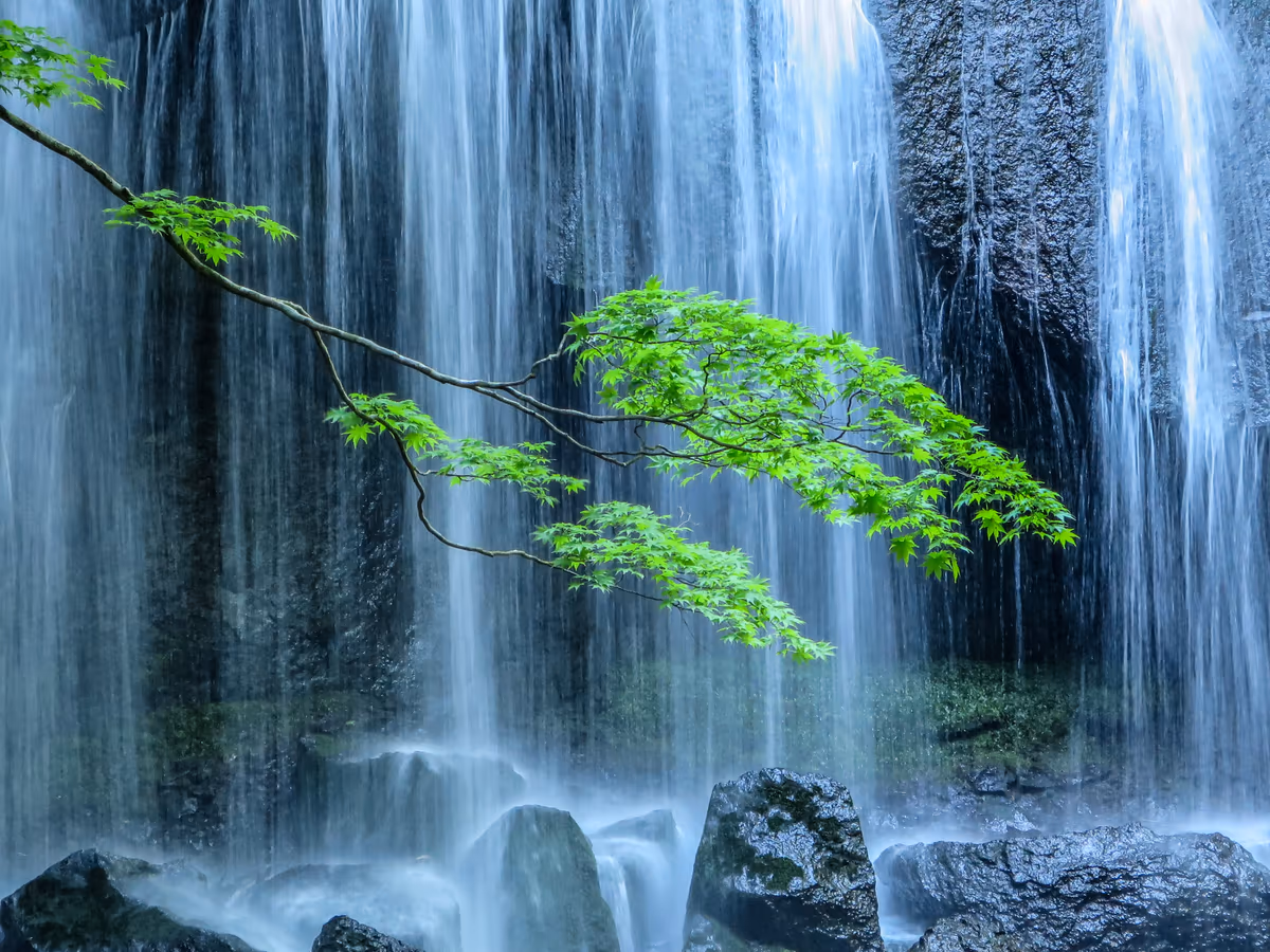投稿写真：一枝の新緑のもみじと達沢不動滝