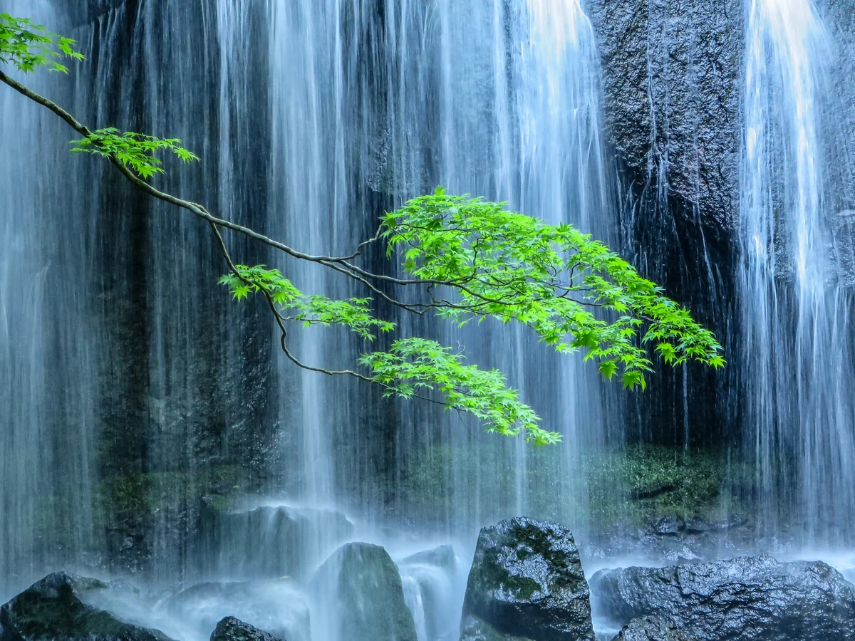 投稿写真：一枝の新緑のもみじと達沢不動滝