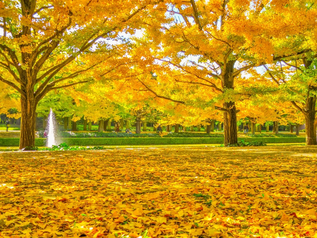 投稿写真：黄金の絨毯とイチョウ並木の黄葉