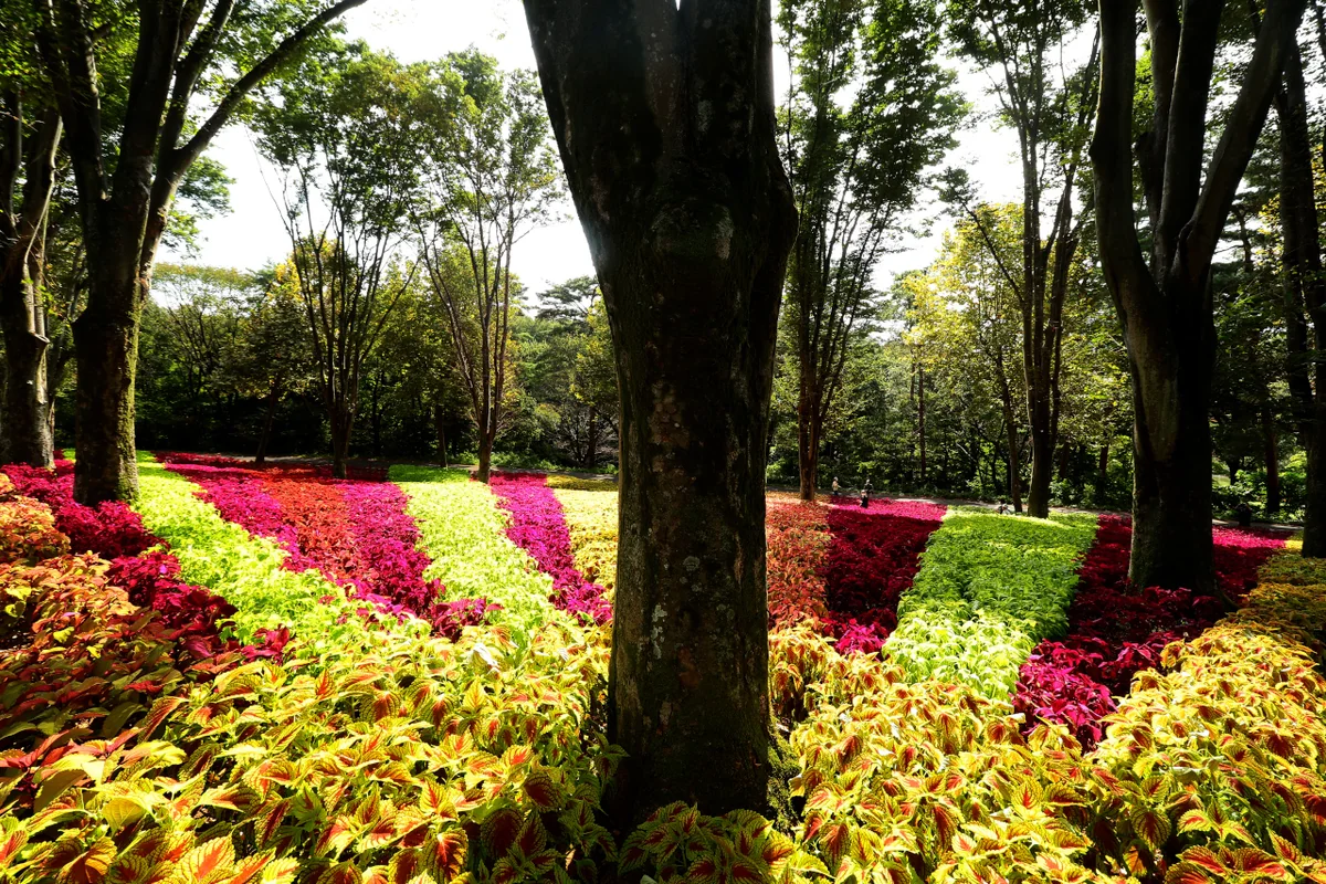 投稿写真：コリウス