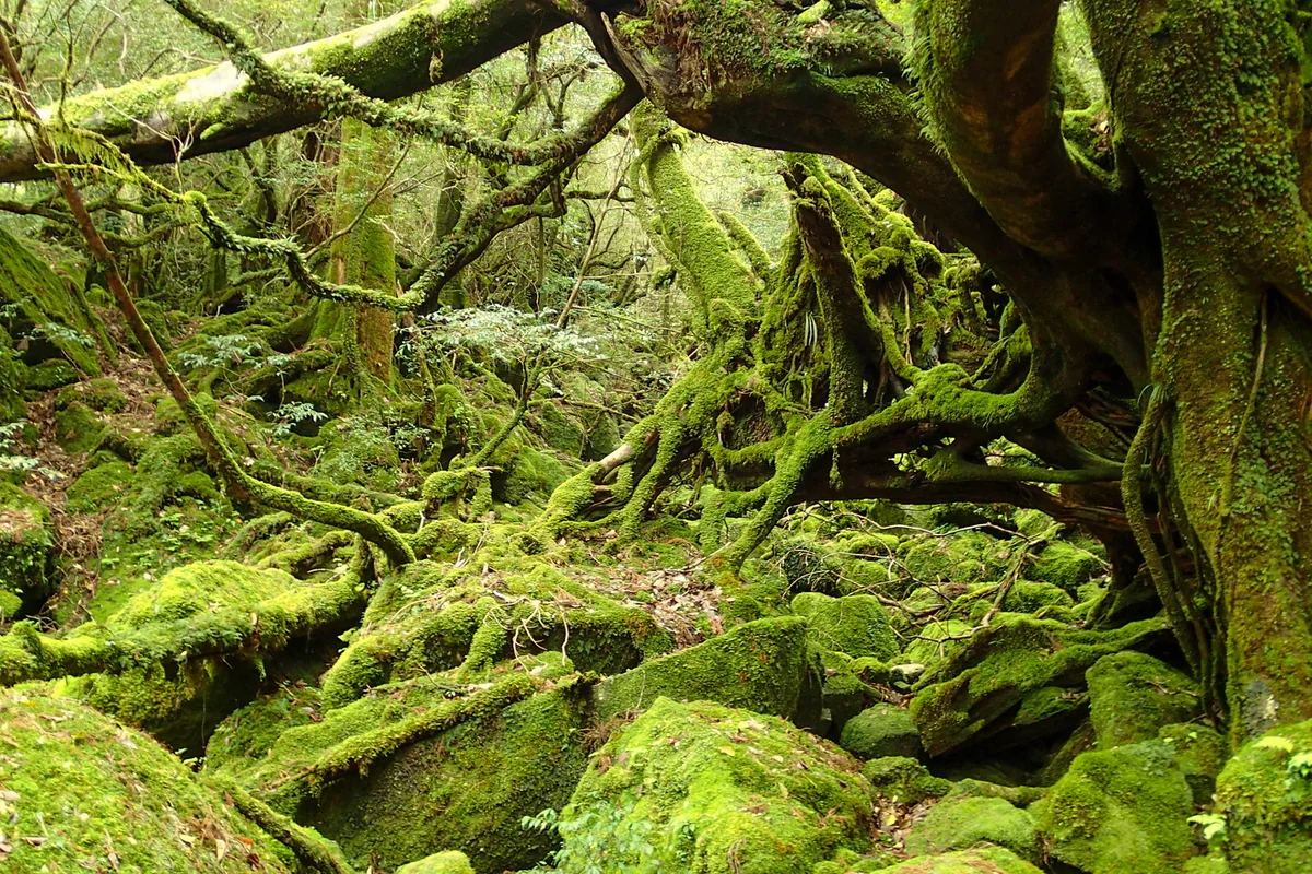 投稿写真：屋久島 もののけの森
