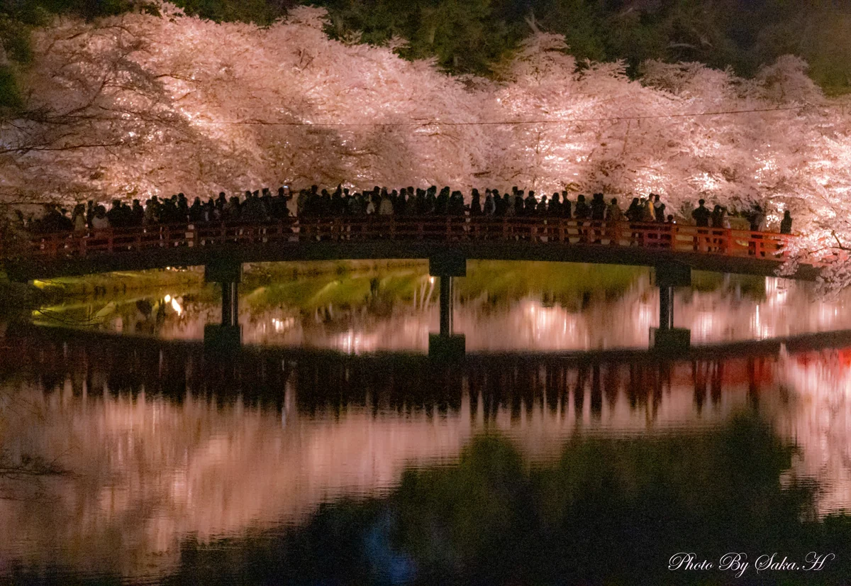 投稿写真：満開の桜