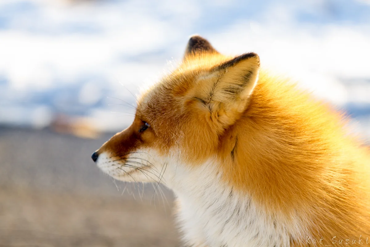 投稿写真：In the sunlight